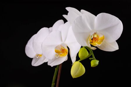 White orchid flowers. A beautifully blossomed flower bred in home conditions. Dark background.の写真素材