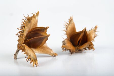 Beech tree fruit on a light table. Seeds of the deciduous tree. Light background.