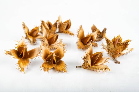 Beech tree fruit on a light table. Seeds of the deciduous tree. Light background.の写真素材