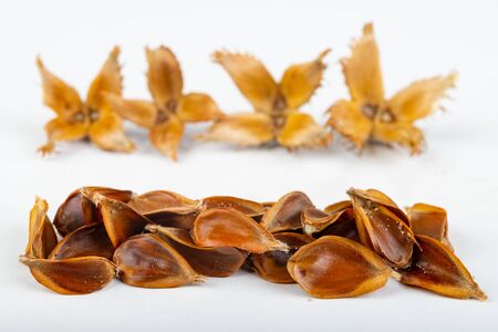 Beech tree fruit on a light table. Seeds of the deciduous tree. Light background.の写真素材