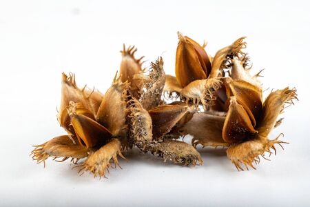 Beech tree fruit on a light table. Seeds of the deciduous tree. Light background.の写真素材