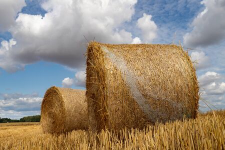 Straw pressed into round sheaves. Straw after mowing in bales in the field. Season of the summer.