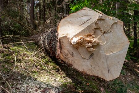 Deforestation in Central Europe. Cut down spruce tree in the forest area. Summer season.