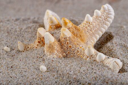 Empty shells on sea sand on the beach. Colorful shells of sea snails. Light background.