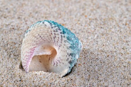 Empty shells on sea sand on the beach. Colorful shells of sea snails. Light background.