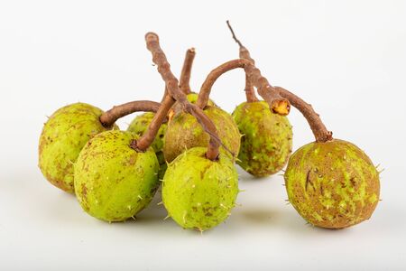 Young chestnuts on a white table. Chestnut fruit in shell. Light background.の写真素材