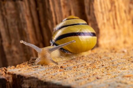 Small snail with a colorful shell on a green leaf. A small mollusk wandering through the leaves of trees. Summer season.の写真素材