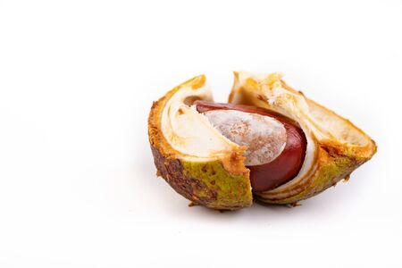 Chestnuts and shells on a white table. Ripe chestnut fruit. White background.の写真素材