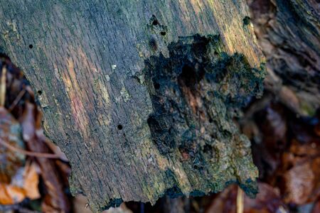 Old dark wet stump in the forest. Rotten wood lying in the forest. fall season.