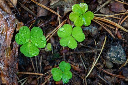 Wet clover growing in the forest. Vegetation growing in the forest area. Autumn season.の写真素材