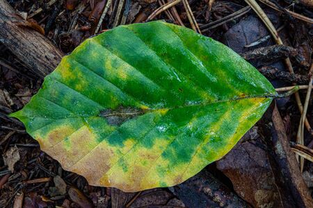 A small leaf in the forest. Beech tree leaf lying in the forest. Autumn season.の写真素材