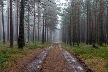 Forest dirt road in the fog. Unpaved vista in a coniferous forest. Autumn season.