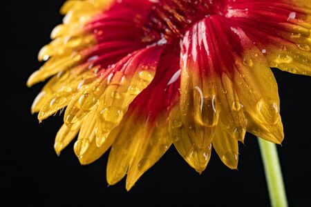 Fresh wet wildflowers in a glass vase on a dark table. Rain drops on flower leaves. Black background.の写真素材