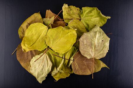 Dry leaves on a dark table. Large dried leaves gathered in the garden. Black background.の写真素材