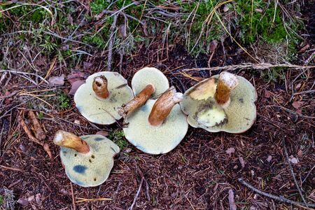 Collected mushrooms on the grass in the forest. Tasty edible mushrooms in the coniferous forest. Autumn season.の写真素材