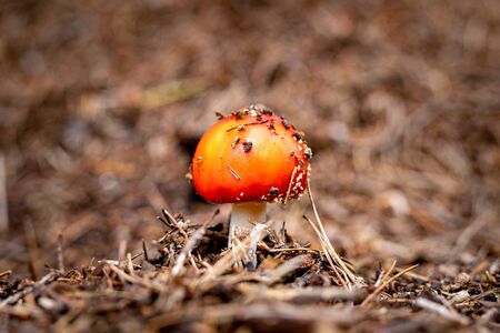 A poisonous mushroom with red hats growing in the forest. Toadstools growing in Central Europe. Autumn season.の写真素材