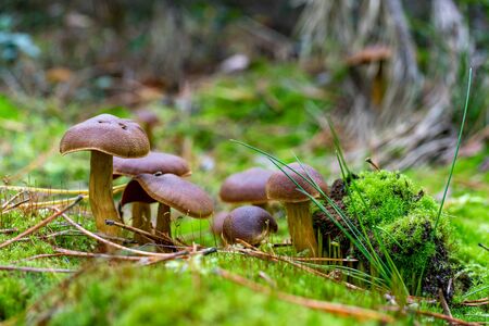 A beautiful mushroom growing in the forest. Tasty edible mushrooms in the coniferous forest. Autumn...