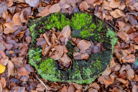 Old decayed deciduous tree trunk. Dry deciduous tree leaves in the forest. Autumn season.の写真素材
