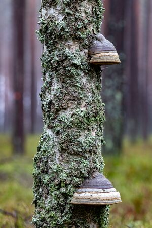 A hub growing on a birch. Parasite on dead deciduous tree. Autumn season.