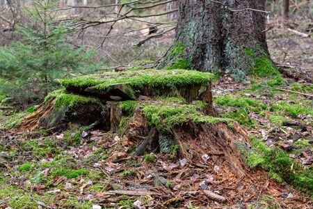 Mossy tree trunk. overgrown trunk of a deciduous tree. Autumn season.の写真素材