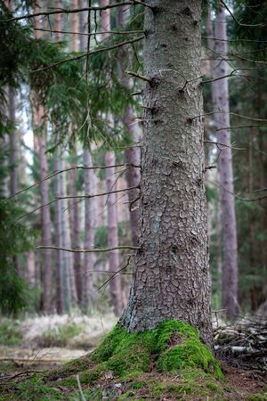 Big trunk of spruce tree in a coniferous forest. Dry branches on the trunk of a coniferous tree. Autumn season.の写真素材