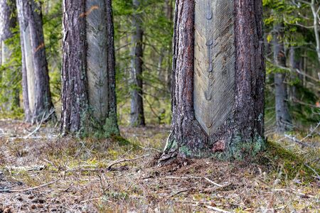 Traces of resinizing on the coniferous bark. Damaged tree bark when resin is obtained. Spring...