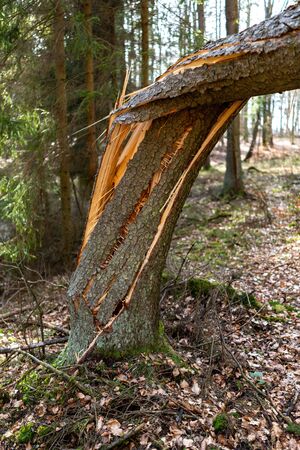 A broken tree during a big storm. Broken spruce in the forest. Spring season.の写真素材