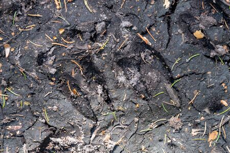 Wild boar tracks on a forest road. Wild game tracks in the forest. Spring season.