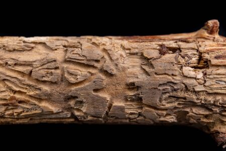 Places after bark beetles on the branches of a coniferous tree. Destroyed branch by pests. Dark background.の写真素材