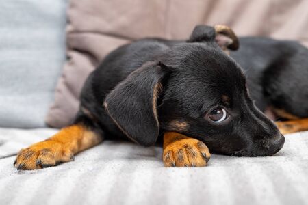 A young dog on the couch. Mixed breed dog at home. Light background.の写真素材