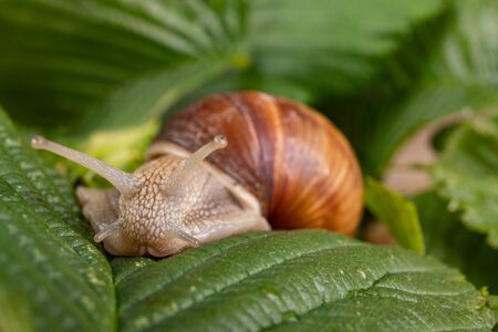 Snail on a green leaf. A mollusk with a house on his back walking through the plants. Dark background.の写真素材