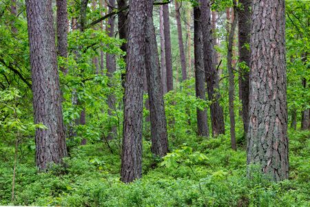 Large trees in a pine forest. View of coniferous trunks. Spring season.