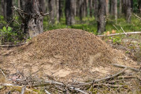 A small anthill in a deciduous forest. Mound inhabited by ants. Summer season.の写真素材