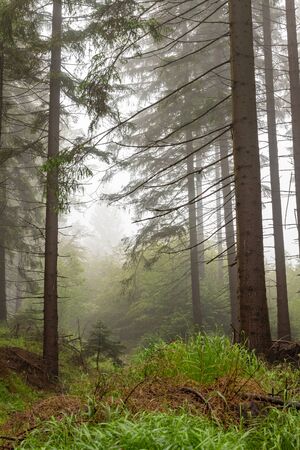 Misty forest in the mountains. Spruces growing in mountainous terrain. Summer season.の写真素材