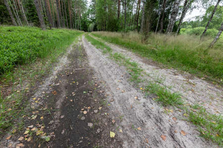 Dirt road leading through the forest. Coniferous forest in Central Europe. Summer season.
