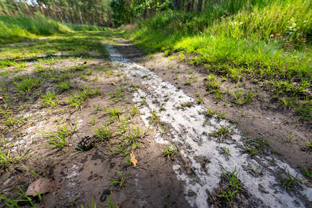 Car wheel tracks on a forest road. Road leading through the forest. Summer season.の写真素材