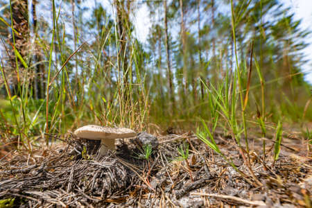 Poisonous fungus in the grass. Mushroom hat with gills in a coniferous forest. Summer season.の写真素材