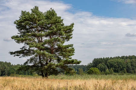 A lonely pine growing in a meadow. Coniferous tree in Central Europe. Summer season.の写真素材