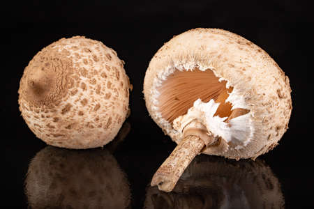 Kite mushroom on a dark table. Tasty and fresh edible mushroom hats. Black background.の写真素材