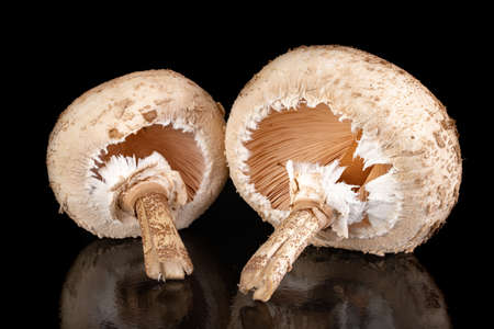Kite mushroom on a dark table. Tasty and fresh edible mushroom hats. Black background.の写真素材