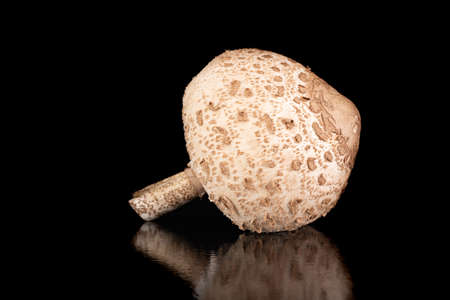 Kite mushroom on a dark table. Tasty and fresh edible mushroom hats. Black background.の写真素材