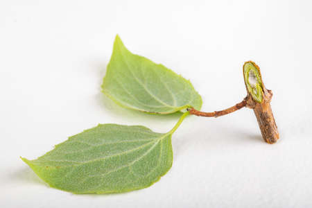 Cropped branches of a garden shrub with a green leaf. Green plant leaf with a twig. Light background.の写真素材