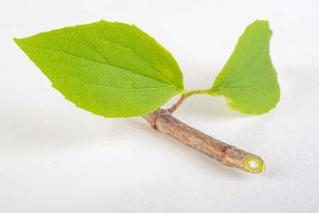 Cropped branches of a garden shrub with a green leaf. Green plant leaf with a twig. Light...