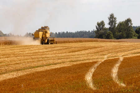 A combine mowing grain during harvest. Field work carried out by farmers. Summer season.の写真素材