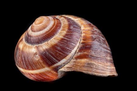 Empty vine snail shell. The shell protects the swordfish from the weather. Dark background.