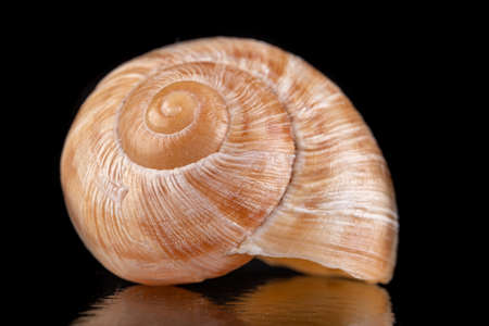 Empty vine snail shell. The shell protects the swordfish from the weather. Dark background.の写真素材