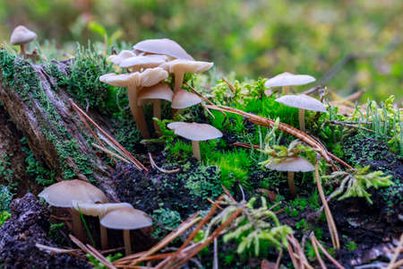 Poisonous mushrooms growing in a coniferous forest. Colorful toadstools in the grass. Autumn season.の写真素材