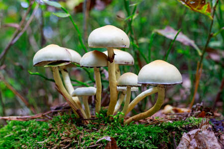 Poisonous mushrooms growing in a coniferous forest. Colorful toadstools in the grass. Autumn season.の写真素材