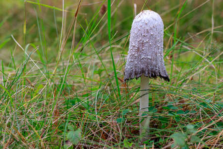Poisonous mushrooms growing in a coniferous forest. Colorful toadstools in the grass. Autumn season.の写真素材