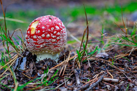 Poisonous mushrooms growing in a coniferous forest. Colorful toadstools in the grass. Autumn season.の写真素材